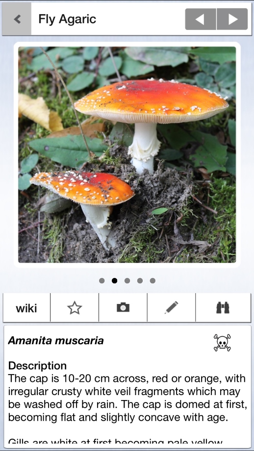 Is There A Mushroom Identification App : New Test Identifies Poisonous ...