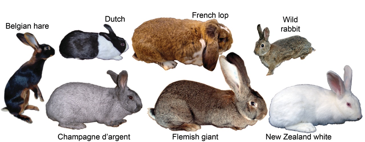 Can wild bunnies be domesticated