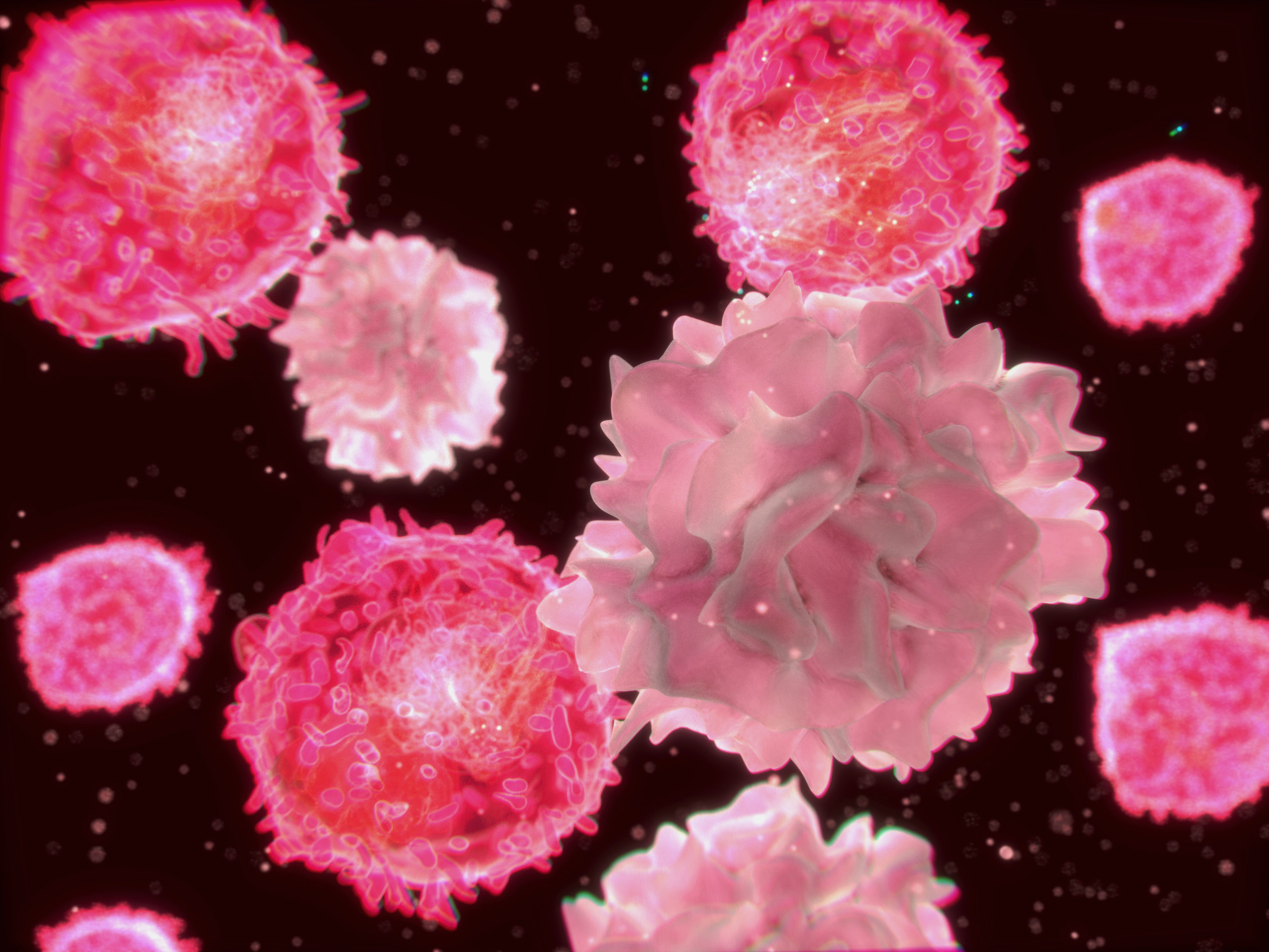 Т клетки в организме. Иммунные клетки киллеры. Т лимфоциты под микроскопом. Т клетки. Лимфоциты фото.
