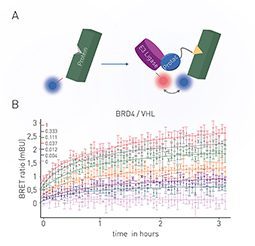 FIG. 2. (a) Principle of BRET-based live cell assay to monitor PROTAC activity. (b) BRET assay employed to monitor the interaction of BRD4 and VHL induced by the PROTAC ARV 771