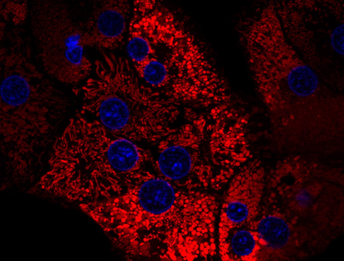 amsbiopr288-image