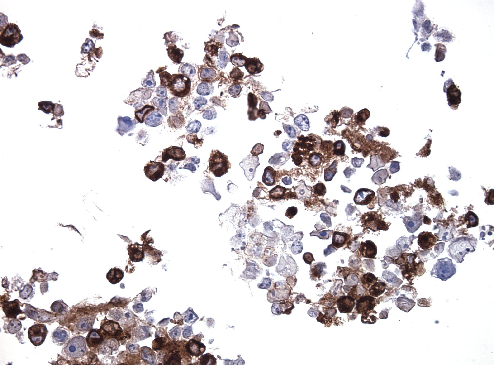 amsbiopr289-imageA