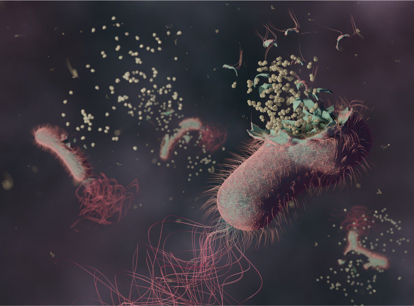 Bacterial Lysis_Credit@CEA-Leti