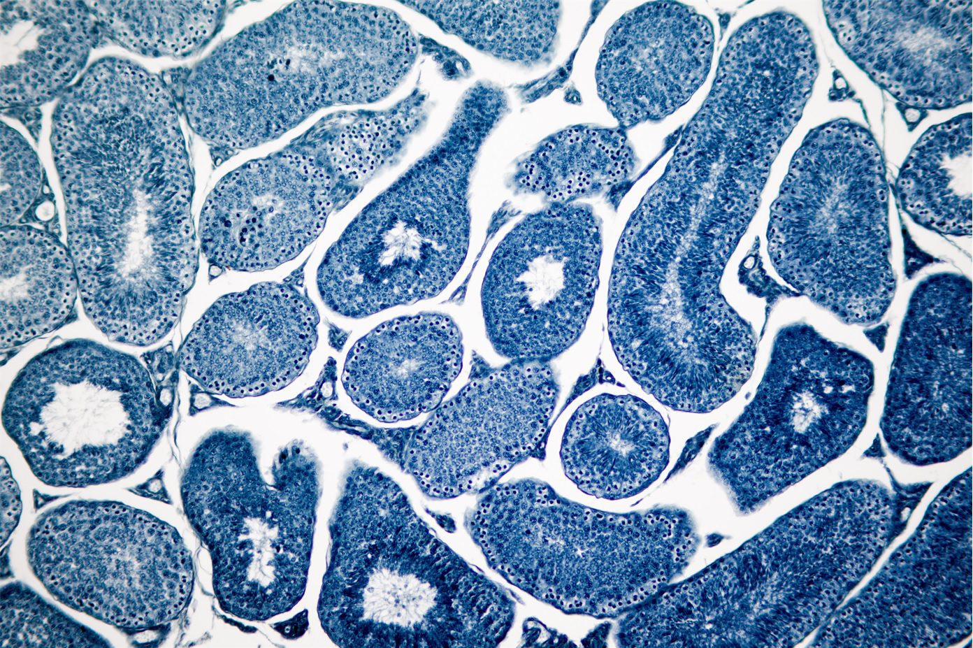 amsbiopr304-lowresimageA