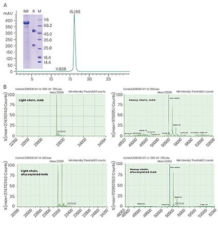 Fig. 3. High-quality antibodies produced in FucoFree cell lines. A) Recombinant antibody demonstrating >95% purity and >98% monomer distribution. (B) LC-MS analysis of a mAb expressed in a conventional (two top panels in B) and the corresponding “FucoFree” (two bottom panels in B) cell line. A difference in the heavy chain molecular weight of 145 Da was observed, corresponding well with the MW of a fucose residue