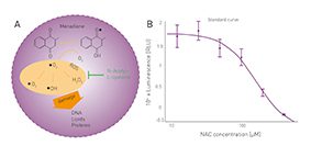 Fig. 2. (a) Cellular generation of ROS and impact of ROS-inducing Menandione and the antioxidant N-Acetylcysteine. (b) Luminescent signal obtained from HeLa cells treated with Menandione and increasing concentrations of N-Acetyl-L-cysteine using the ROS-Glo assay