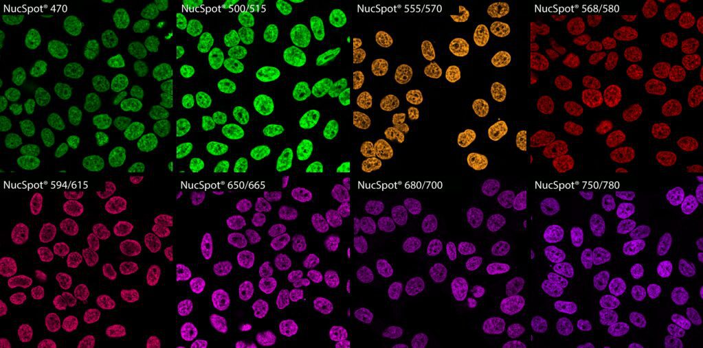 NucSpot-PFA-HeLa-composite-1023x507
