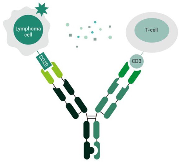 Insight: the therapeutic potential of CD20 x CD3 bispecific antibodies ...
