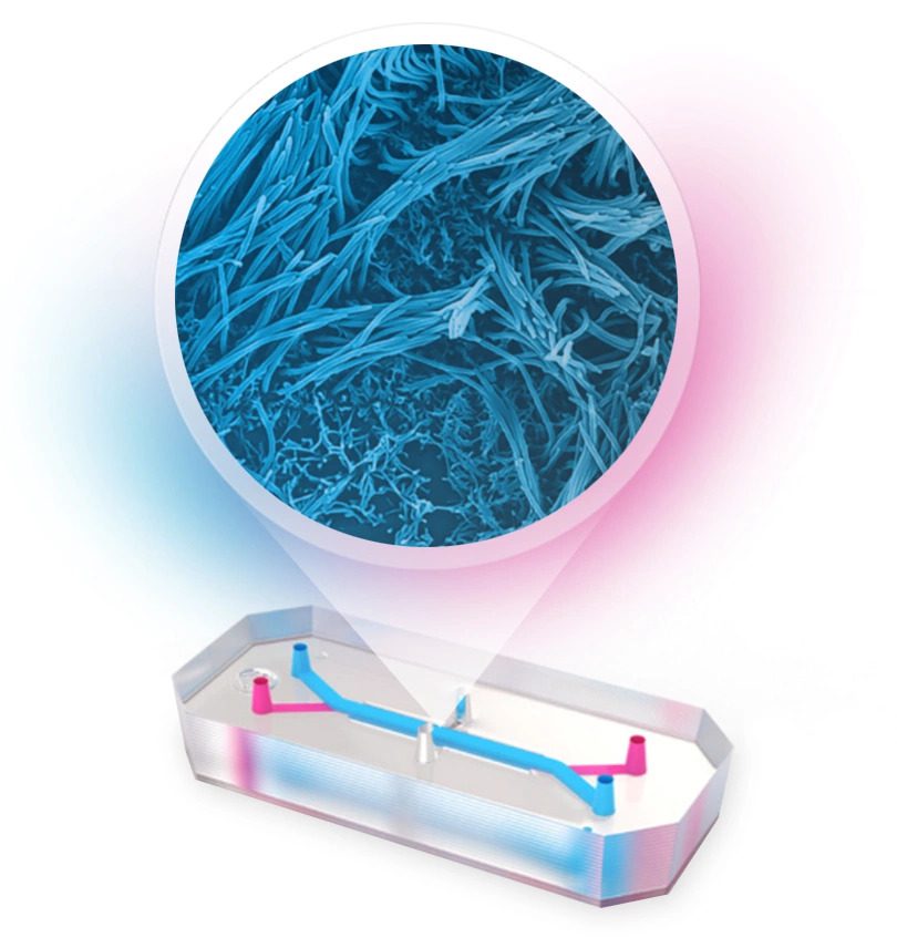 Chip-with-Biology-Lung
