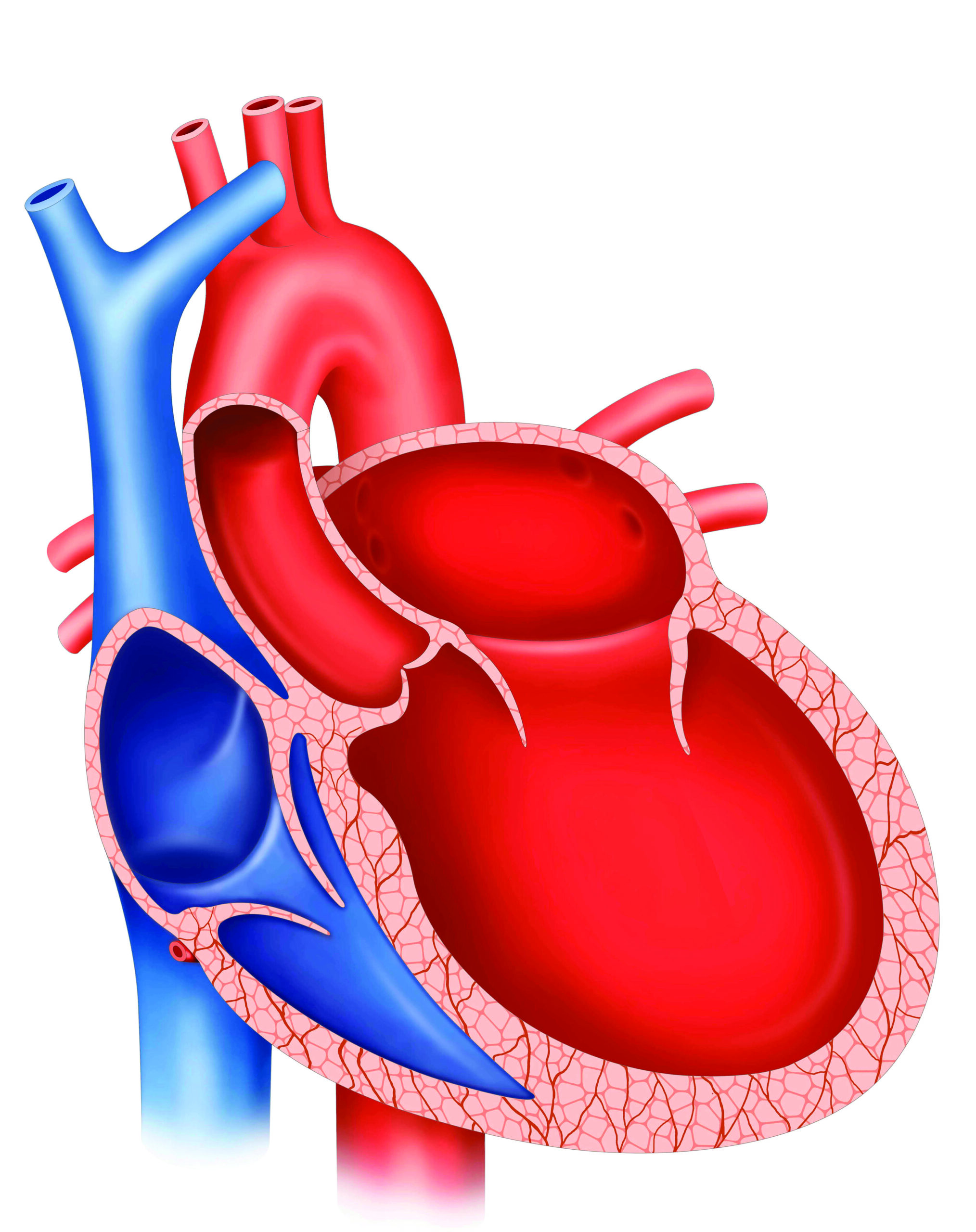 shutterstock_1782884528
