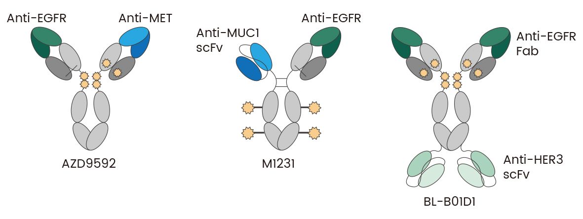 Fig. 1 Bispecific ADC Examples: AZD9592 recognises EGFR and MET; M1231 recognises EGFR and MUC1; BL-B01D1 recognises EGFR and HER3.