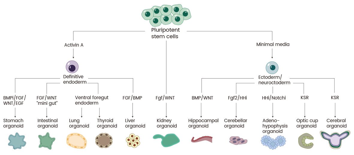 Figure 1. Schematic of the various organoids that can be grown from PSCs and the developmental signals that are employed.