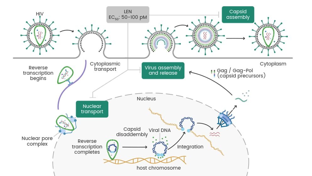 Figure 1. Mechanism of Action of LEN