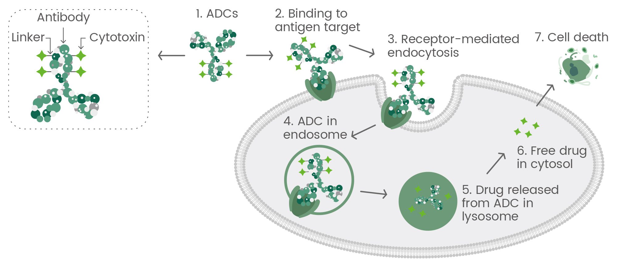 Figure 1. The general mechanism of action for antibody-drug conjugates (ADCs).