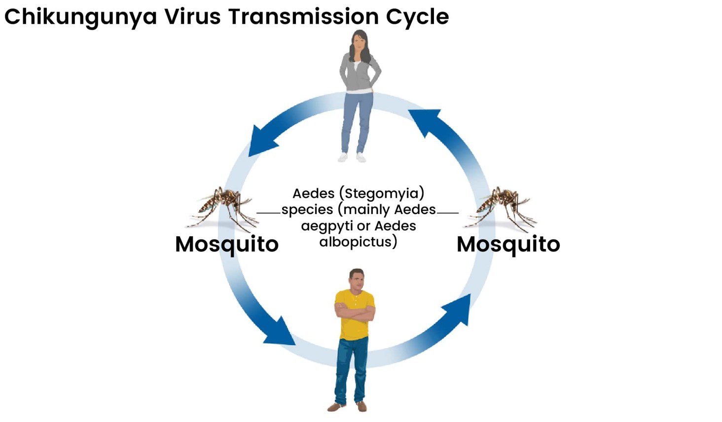 Figure 1. Transmission cycle of the Chikungunya virus between humans and mosquitoes. The virus is primarily spread by Aedes (Stegomyia) species mosquitoes, mainly Aedes aegypti and Aedes albopictus. Infected mosquitoes transmit the virus to humans through bites, and infected humans can subsequently infect new mosquitoes, sustaining the transmission cycle