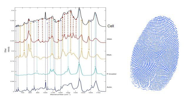 Illustration of the biochemical fingerprint of a cell showing Raman spectra of DNA/RNA (nucleic acids), phosphatidyl-inositol (phospholipid), and actin (protein)