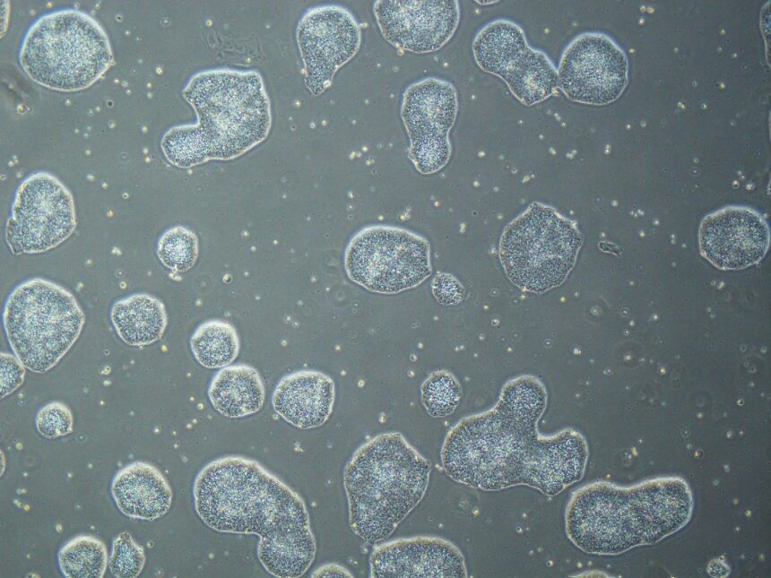 Amsbiopr402-image