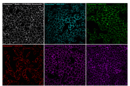 GlycoLiner-HeLa-6-color-composite-scaled