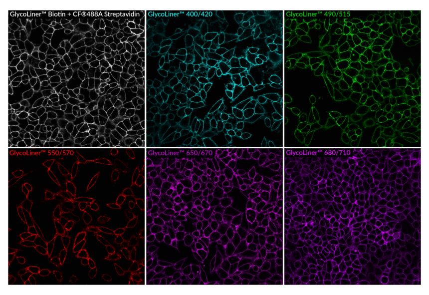GlycoLiner-HeLa-6-color-composite-scaled