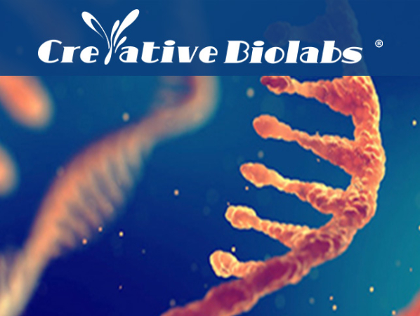 Creative Biolabs Image 2