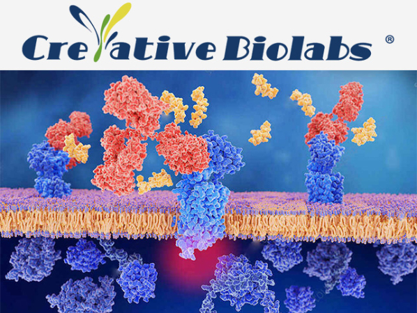 Creative Biolabs image 1
