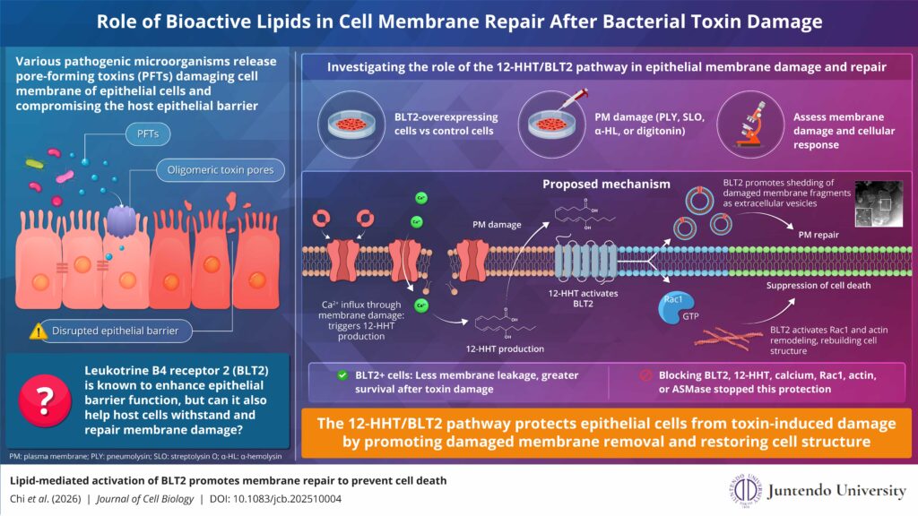 Researchers uncover how cells protect themselves from bacterial toxins